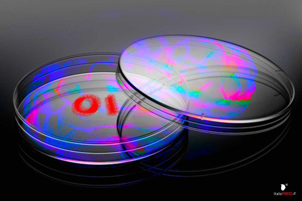 Intelligenza Organoide italo red italo