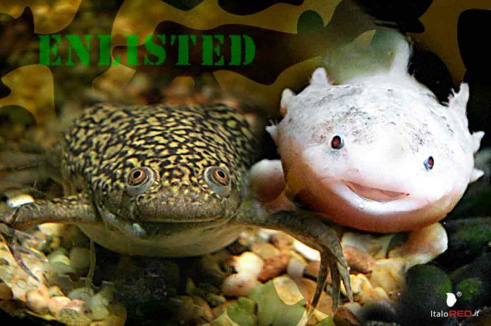 Axolotl e Xenopus Biobot xenobot enlisted italored italo